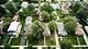 537 S Grace, Lombard, IL 60148