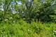 21704 N Pine Grove, Kildeer, IL 60047