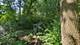 7N072 Willowbrook, St. Charles, IL 60175
