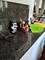 1223 W Dundee, Palatine, IL 60074