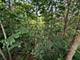 Lot 01-047 Thornridge, Marseilles, IL 61341