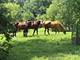 66 Bluff, Trout Valley, IL 60013