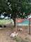 154 N Fremont, Palatine, IL 60067