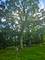 1608 Breezy Lawn, Spring Grove, IL 60081