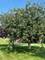 1807 Sunset, Morris, IL 60450