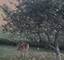 1807 Sunset, Morris, IL 60450