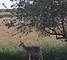 1807 Sunset, Morris, IL 60450
