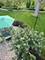 345 Cottonwood, Naperville, IL 60540