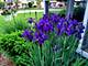 1526 Walnut, Western Springs, IL 60558