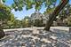 1319 Forest, Evanston, IL 60201