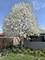6752 W Rascher, Chicago, IL 60656