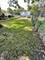 5742 S Marshfield, Chicago, IL 60636