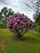 910 Vera, Wheeling, IL 60090