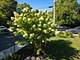 38433 N 5th, Spring Grove, IL 60081