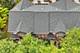 2628 Blakely, Naperville, IL 60540