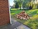 512 S Busse, Mount Prospect, IL 60056