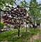 1718 N 15th, Melrose Park, IL 60160