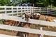 7830 N Pillow Hill, Spring Grove, IL 60081