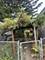 1424 Home, Berwyn, IL 60402