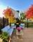 2061 Windham, Wheaton, IL 60187