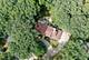 515 Aberdeen, Frankfort, IL 60423