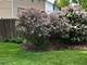 1641 Lois Ann, Naperville, IL 60563