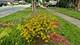 1836 Buckingham, Westchester, IL 60154