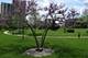 2200 S Stewart Unit 1C, Lombard, IL 60148
