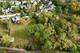 312 Greenview, Crystal Lake, IL 60014