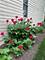 823 Columbia, North Aurora, IL 60542