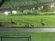 4740 Whitehall, Algonquin, IL 60102