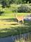 4740 Whitehall, Algonquin, IL 60102