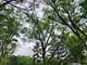 629 Jonquil, Lisle, IL 60532
