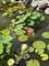 1103 Black, Joliet, IL 60435