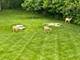 15w181 87th, Burr Ridge, IL 60527