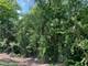Lot 0 Pine, Mchenry, IL 60051