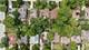 215 N Lincoln, Arlington Heights, IL 60004