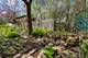 N385 Silverleaf, Wheaton, IL 60187