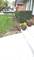 753 S Hawthorne, Elmhurst, IL 60126