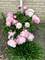 915 S See Gwun, Mount Prospect, IL 60056