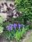 915 S See Gwun, Mount Prospect, IL 60056