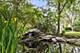 1145 Peregrine, Palatine, IL 60067