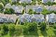 1103 Bartholdi, Carol Stream, IL 60188