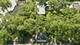 4108 W Wilcox, Chicago, IL 60624