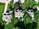6430 Clarendon Hills, Willowbrook, IL 60527