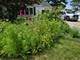 809 Woodlawn, Dekalb, IL 60115