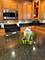 7533 W Carmen, Harwood Heights, IL 60706