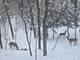 927 Treeline, Lockport, IL 60441