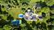 5N113 Burr, St. Charles, IL 60175