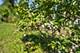 1142 S Cornell, Villa Park, IL 60181